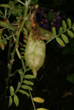 Sutherlandia frutescens RCP5-2012 130.JPG
